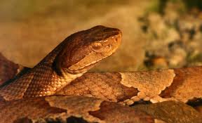 Copperhead snake