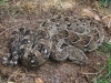 Puff adder