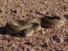 Puff adder
