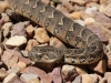 Puff adder