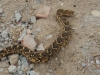 Puff adder