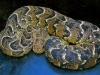 Puff adder