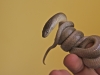 Olive snake - ring finger