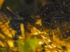 Puff adder