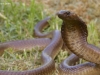Cape cobra