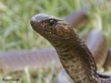 Cape cobra