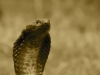 Cape cobra