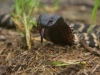 Banded rinkhals
