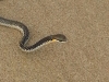 Rod - Wilderness beach, same snake...