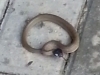 Herald Snake