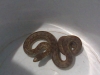 snake-cabc8a76a0837e80de822ba1d6414f6a7b36e04e