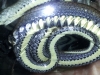 snake11-13-7ac7136951e157b7e640bc278f44aa8653ce01e0