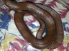 snake311-13-ec1e3f445035e14a6e2459ed346113bd25fcfa91