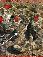 Puff adder