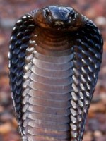 Cape-cobra-naja-nivea