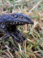 mole-snake-dead