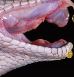 snake venom