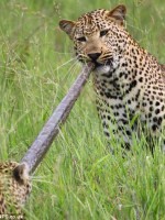 leopard-eats-python-snake