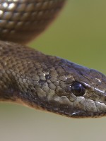 Young mole snake
