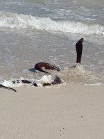 cape cobra hout bay beach