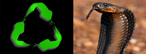 cape snake conservation logo