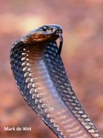 cape-cobra